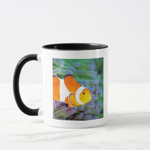 Koolanemonefish Mok