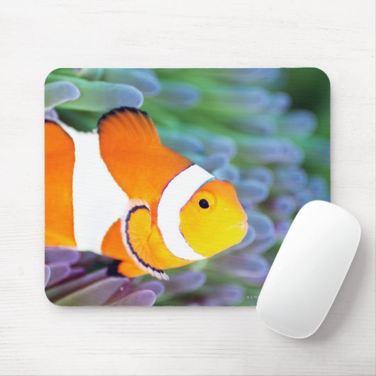 Koolanemonefish Muismat (Met muis)