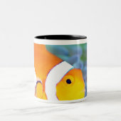 Koolanemonefish Tweekleurige Koffiemok (Center)
