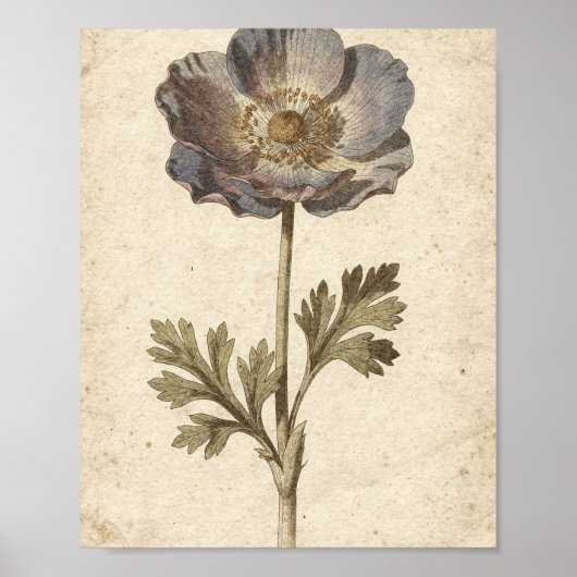 Koolanemoon Botanische Bloemkunst Poster (Voorkant)