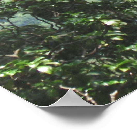 Ko'olau Mountains en Koa-bomen Poster (Hoek)