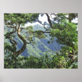 Ko'olau Mountains en Koa-bomen Poster (Voorkant)