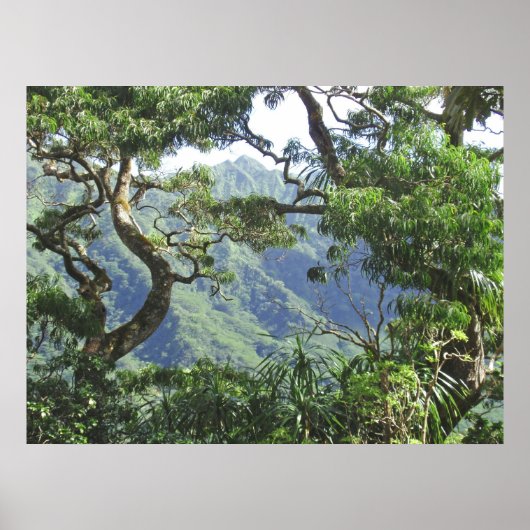 Ko'olau Mountains en Koa-bomen Poster (Voorkant)