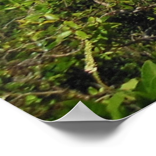 Koolau Mountains Poster (Hoek)