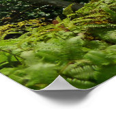 Koolau Mountains Poster (Hoek)