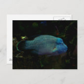 Koolblauwe vis briefkaart (Voorkant / Achterkant)