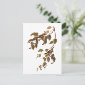 koolgrasmus Audubon Bird Briefkaart (Staand voorkant)