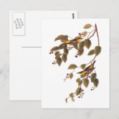 koolgrasmus Audubon Bird Briefkaart (Voorkant / Achterkant)
