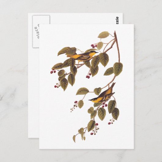 koolgrasmus Audubon Bird Briefkaart (Voorkant / Achterkant)