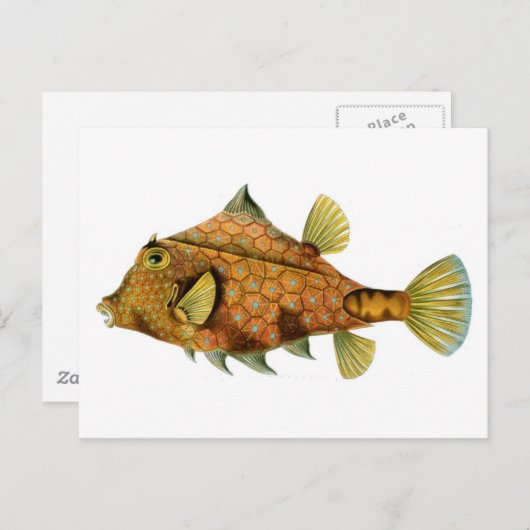 Koolretro-kleurige vistekening briefkaart (Voorkant / Achterkant)