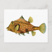 Koolretro-kleurige vistekening briefkaart (Voorkant)