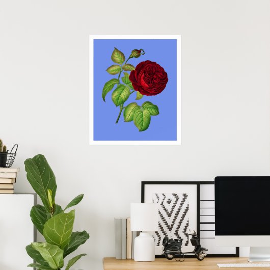 Koolroos Poster (Thuiskantoor)
