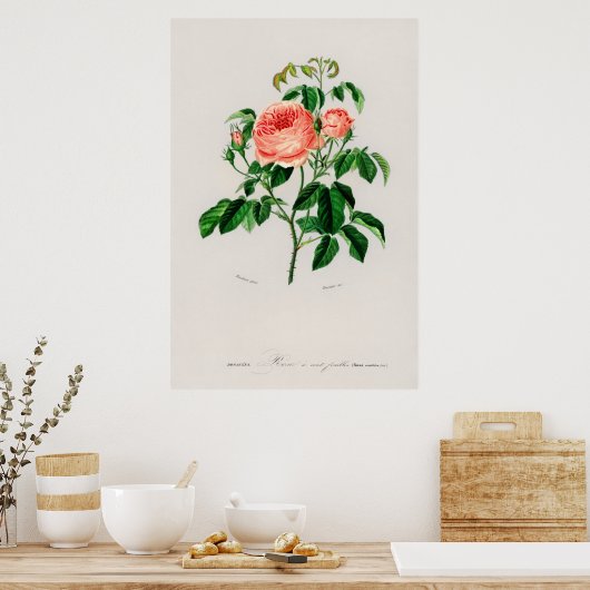 Koolroos (Rosa Centifilia) Poster (Keuken)