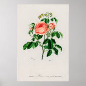 Koolroos (Rosa Centifilia) Poster (Voorkant)