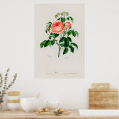 Koolrozen (Rosa Centifolia) Poster (Keuken)