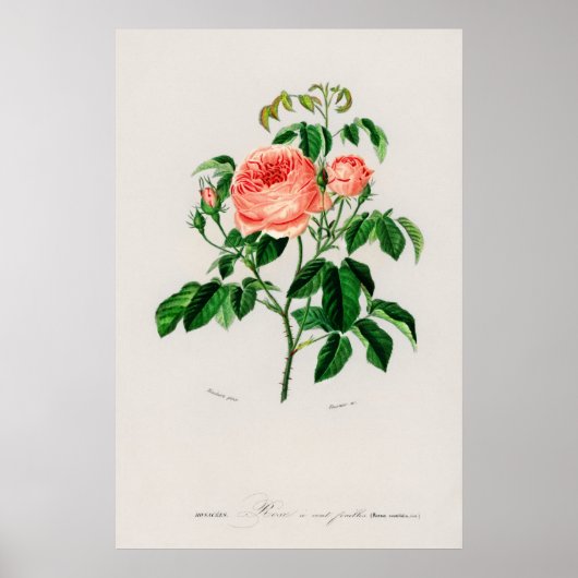 Koolrozen (Rosa Centifolia) Poster (Voorkant)