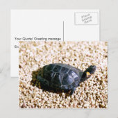 Koolschildpad Briefkaart (Voorkant / Achterkant)