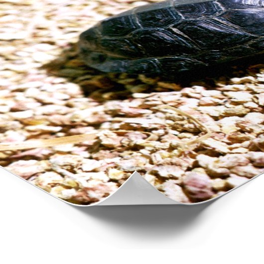 Koolschildpad Poster (Hoek)