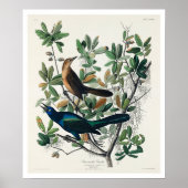 Koolstaartgrackle van Audubon Poster (Voorkant)