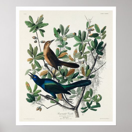 Koolstaartgrackle van Audubon Poster (Voorkant)