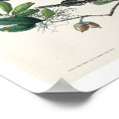 Koolstaartgrackle van Audubon Poster (Hoek)