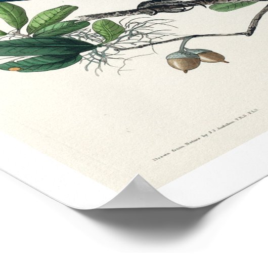 Koolstaartgrackle van Audubon Poster (Hoek)