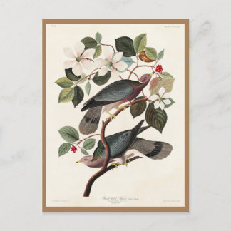 Koolstof, Amerikaanse vogels, duiven, Natuur, Vint Briefkaart