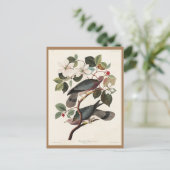 Koolstof, Amerikaanse vogels, duiven, Natuur, Vint Briefkaart (Staand voorkant)