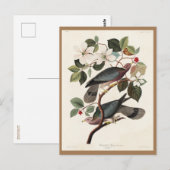 Koolstof, Amerikaanse vogels, duiven, Natuur, Vint Briefkaart (Voorkant / Achterkant)