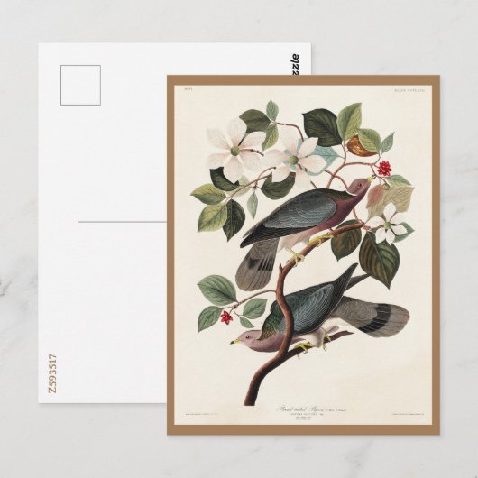 Koolstof, Amerikaanse vogels, duiven, Natuur, Vint Briefkaart (Voorkant / Achterkant)