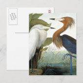 koolstof: roodbaars of Paarse haron Briefkaart (Voorkant / Achterkant)