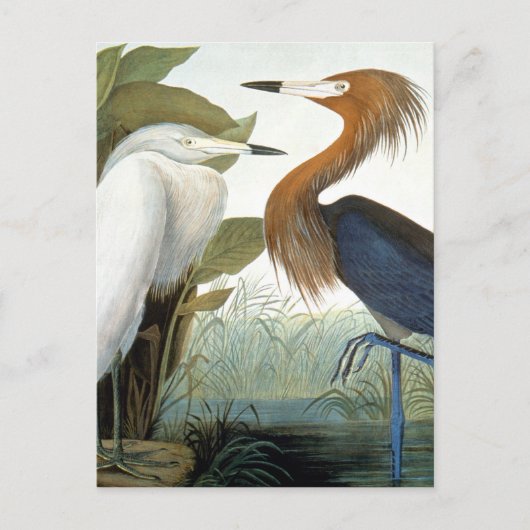 koolstof: roodbaars of Paarse haron Briefkaart (Voorkant)
