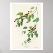 Koolstof Warbler, Poster van Audubon (Voorkant)