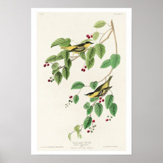 Koolstof Warbler, Poster van Audubon