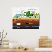 Koolstofdioxide-sequestratie uit Plant van steenko Poster (Keuken)