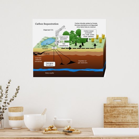 Koolstofdioxide-sequestratie uit Plant van steenko Poster (Keuken)