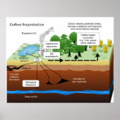 Koolstofdioxide-sequestratie uit Plant van steenko Poster (Voorkant)