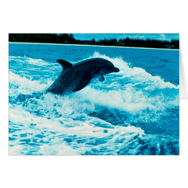 Koolstofdolfijn (Tursiops truncatus), Bahama is (Voorkant Horizontaal)