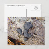 Koolstofzalen (Daldinia concentrica) Paddenstoelen Briefkaart (Voorkant / Achterkant)