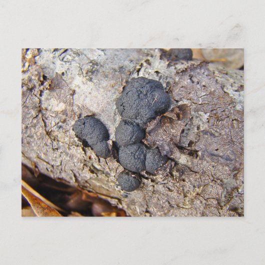 Koolstofzalen (Daldinia concentrica) Paddenstoelen Briefkaart (Voorkant)