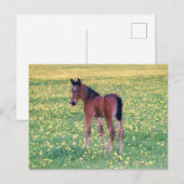 Koolt in Dandelion Field Briefkaart (Voorkant / Achterkant)