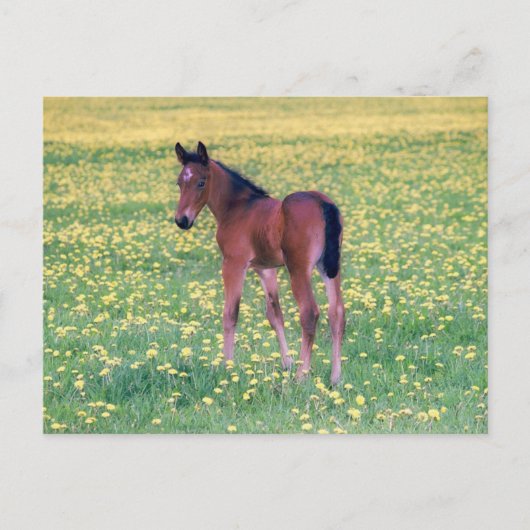 Koolt in Dandelion Field Briefkaart (Voorkant)