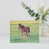 Koolt in Dandelion Field Briefkaart (Staand voorkant)