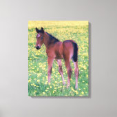 Koolt in Dandelion Field Canvas Afdruk (Voorkant)