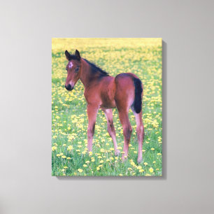 Koolt in Dandelion Field Canvas Afdruk