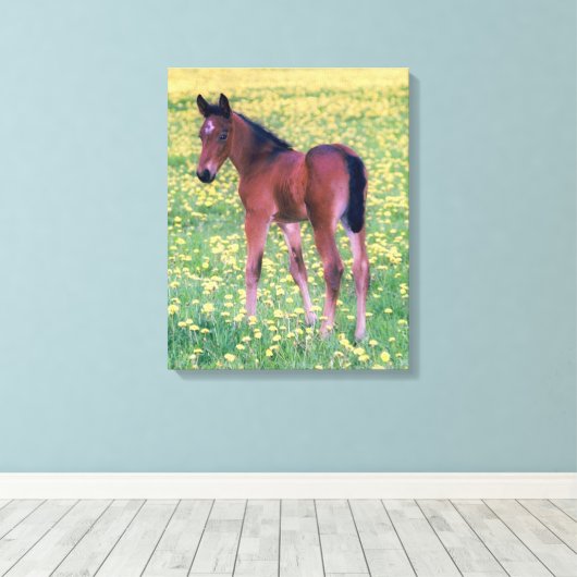 Koolt in Dandelion Field Canvas Afdruk (Insitu (Houten vloer))