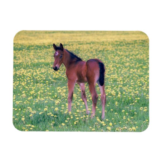 Koolt in Dandelion Field Magneet (Horizontaal)