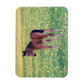 Koolt in Dandelion Field Magneet (Verticaal)