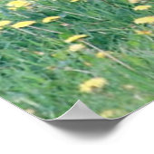 Koolt in Dandelion Field Poster (Hoek)