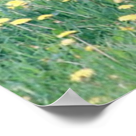 Koolt in Dandelion Field Poster (Hoek)